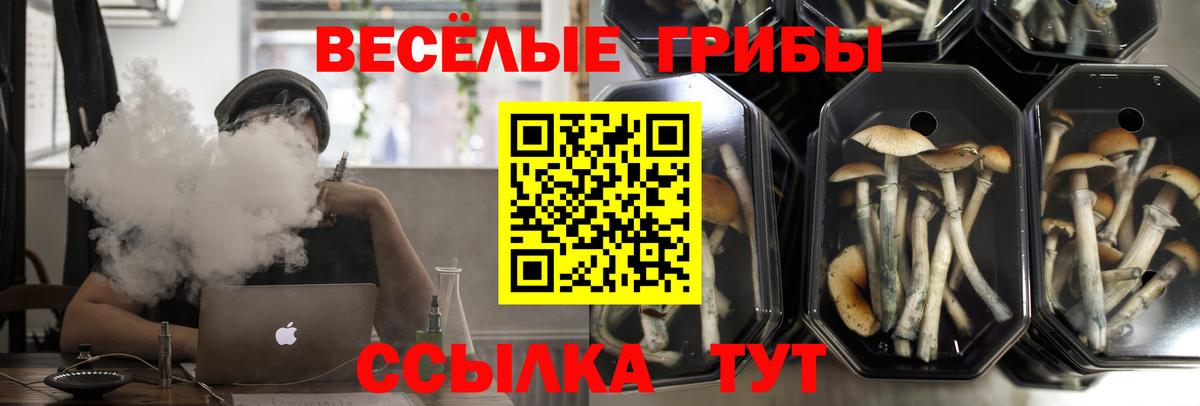 Псилоцибиновые грибы Cubensis Урус-Мартан